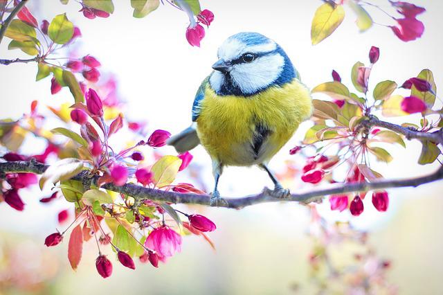 Les oiseaux yogis du printemps